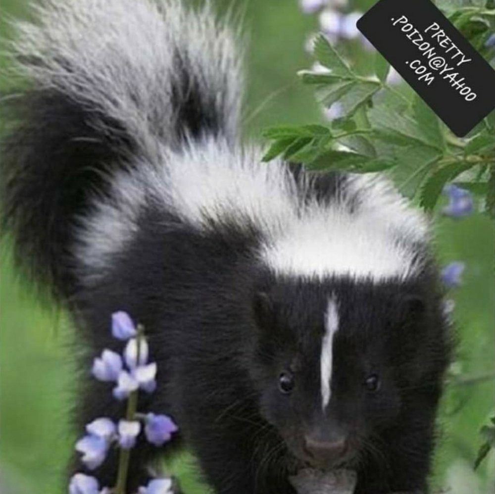 PRETTY.POIZON@YAHOO.COM